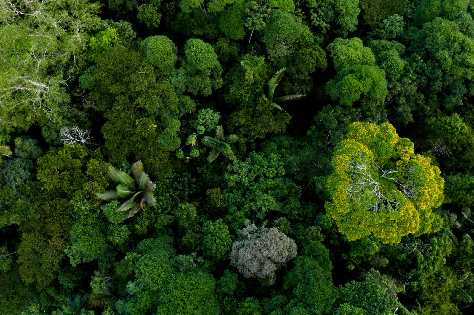 Forest Top Down