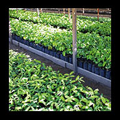 Nursery