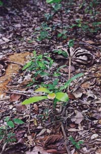 Tropical Logging