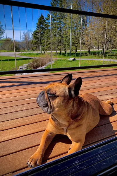 dogs love batu decks 3