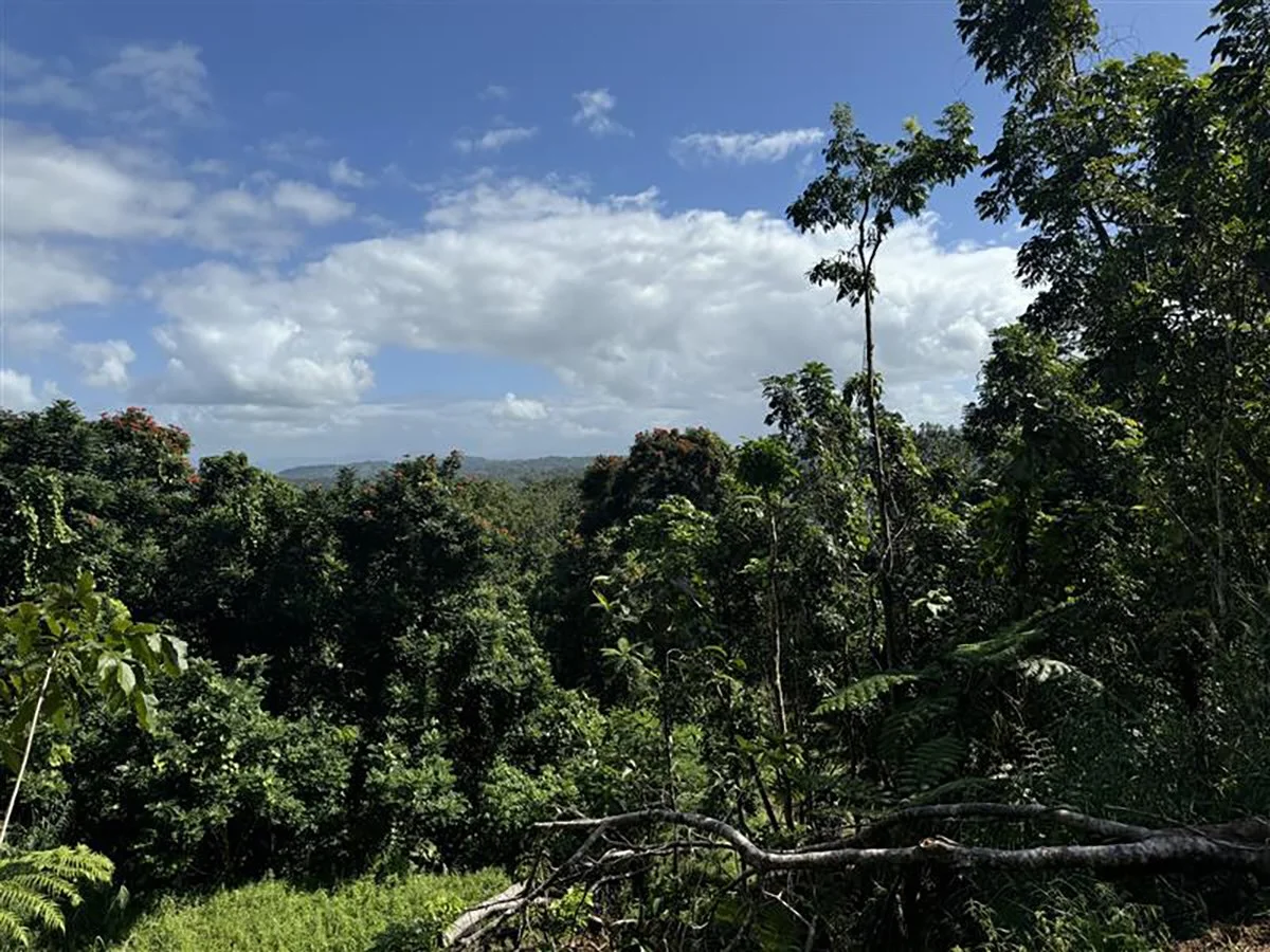 Tropical Mahogany Forest
