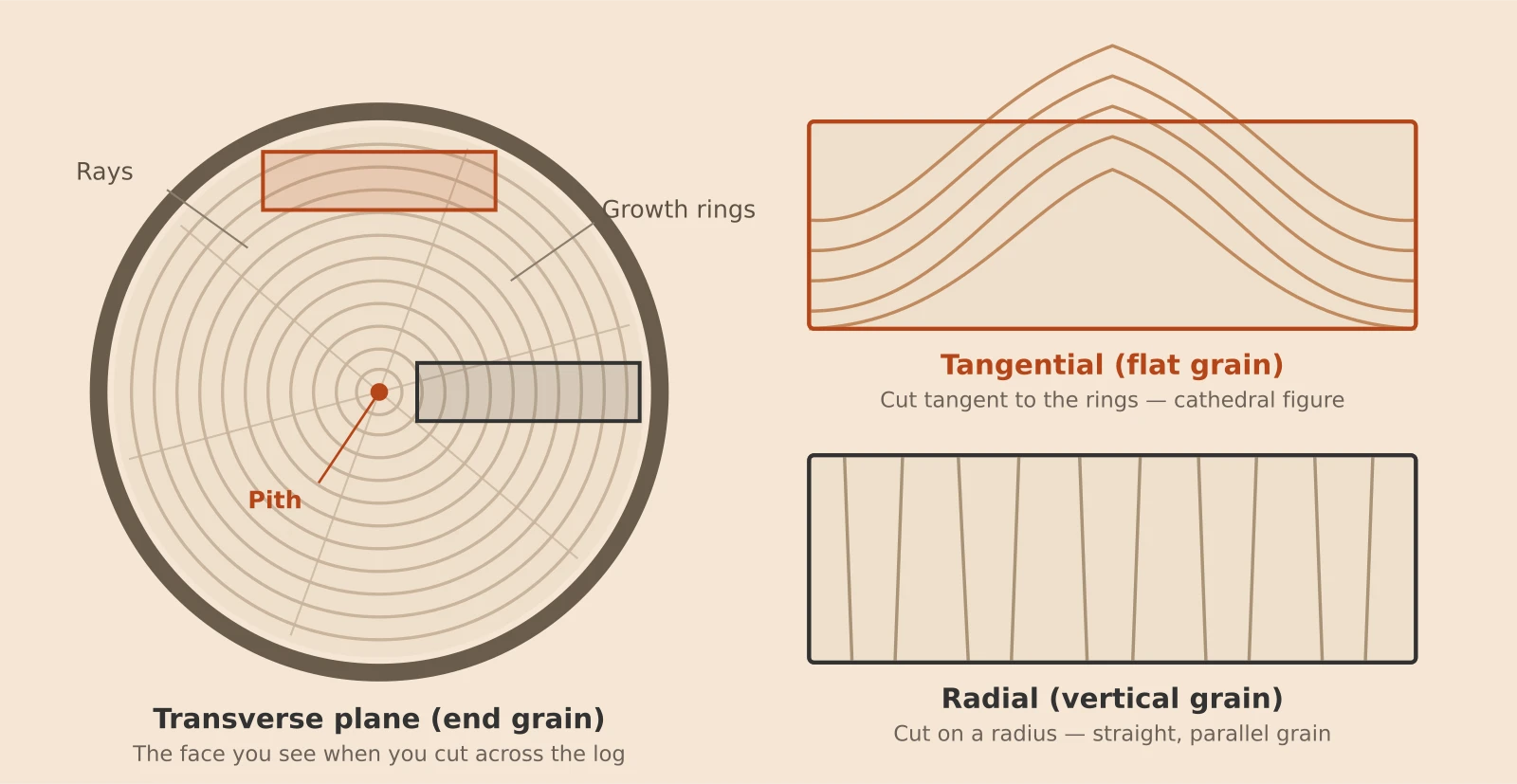 Diagram of the three planes of wood: the transverse or end-grain face of a log showing growth rings, pith and rays, plus a tangential (flat-grain) board and a radial (vertical-grain) board.