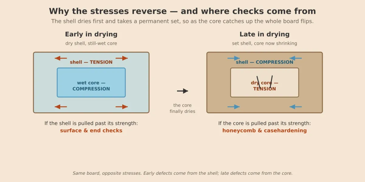 Two board cross-sections. Early in drying the dry shell is in tension and the wet core in compression, which causes surface and end checks. Late in drying, after the shell has taken a permanent set, the stresses reverse: the shell is in compression and the dry core in tension, which causes honeycomb and casehardening.