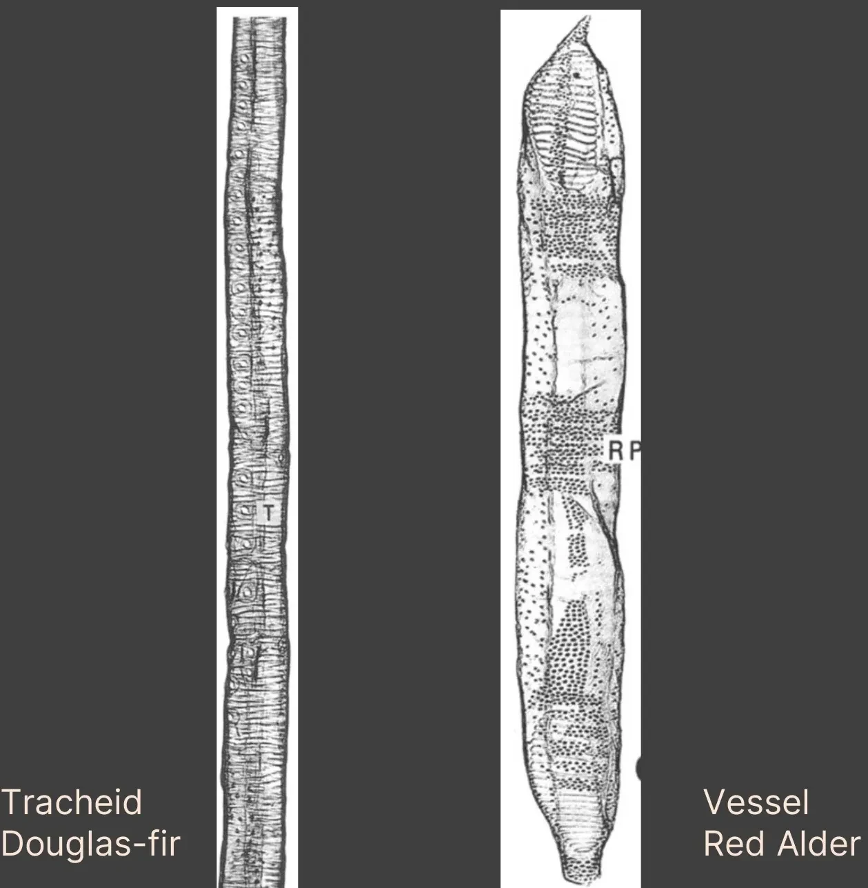 Two cell drawings at the same scale: a long, narrow, closed-ended Douglas-fir tracheid beside a shorter, much wider red alder vessel element with open ends.