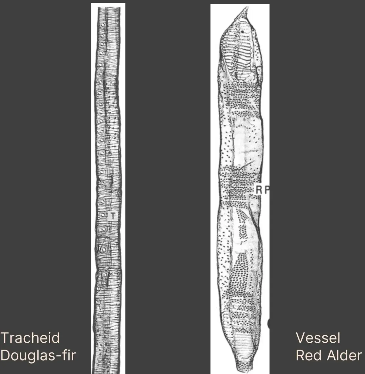 Two cell drawings at the same scale: a long, narrow, closed-ended Douglas-fir tracheid beside a shorter, much wider red alder vessel element with open ends.