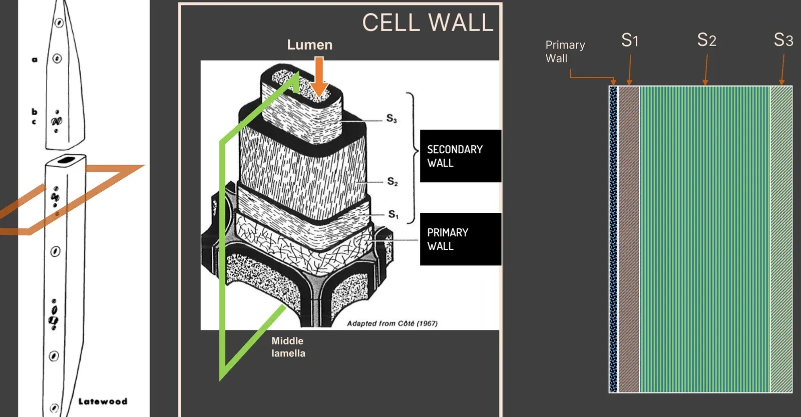A single latewood cell at left, with a call-out to a cut-away of its wall: the middle lamella between cells, the primary wall, and the secondary wall layers S1, S2 and S3 around the hollow lumen. At right the same layers are drawn to relative thickness, showing S2 dominating the wall.