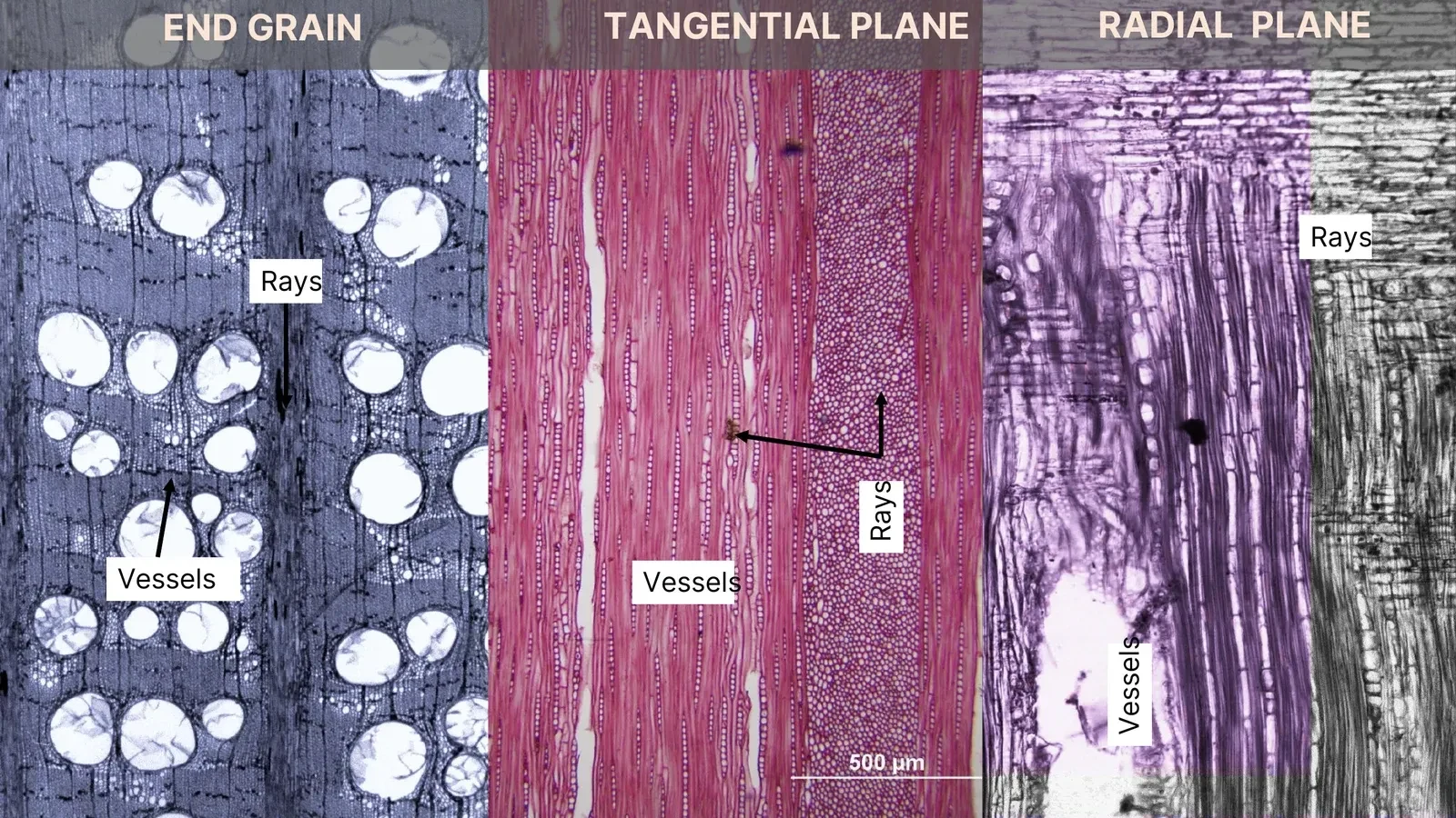 Three light micrographs headed END GRAIN, TANGENTIAL PLANE and RADIAL PLANE. On the end grain, large round open vessels sit in a blue-grey field and an arrow marks a ray running outward. On the tangential plane, cells run vertically in pink and arrows from a Rays label point into a zone of small round cells. On the radial plane, horizontal bands of brick-shaped ray cells cross the vertical grain. A 500 micrometre scale bar sits at the bottom of the middle panel.