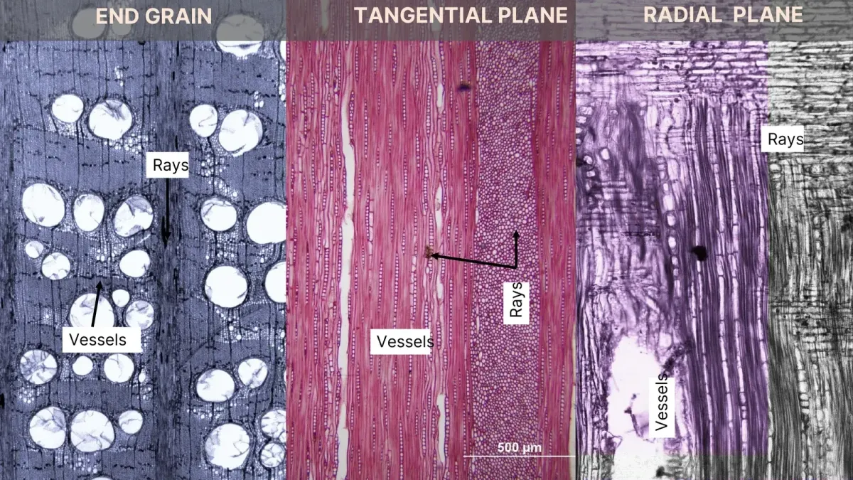 Three light micrographs headed END GRAIN, TANGENTIAL PLANE and RADIAL PLANE. On the end grain, large round open vessels sit in a blue-grey field and an arrow marks a ray running outward. On the tangential plane, cells run vertically in pink and arrows from a Rays label point into a zone of small round cells. On the radial plane, horizontal bands of brick-shaped ray cells cross the vertical grain. A 500 micrometre scale bar sits at the bottom of the middle panel.
