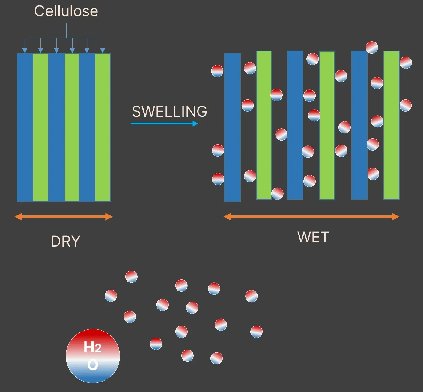 Two diagrams labelled DRY and WET, joined by an arrow marked SWELLING. In the dry state, six cellulose microfibrils drawn as blue and green bars are packed tightly together under a short orange width arrow. In the wet state, the same six bars are pushed apart by red-and-blue water molecules sitting between them, under a much longer width arrow. A cloud of loose water molecules and a large labelled H2O molecule sit below.