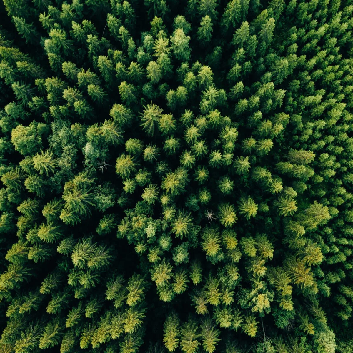 PEFC Certified Sustainable Forestry