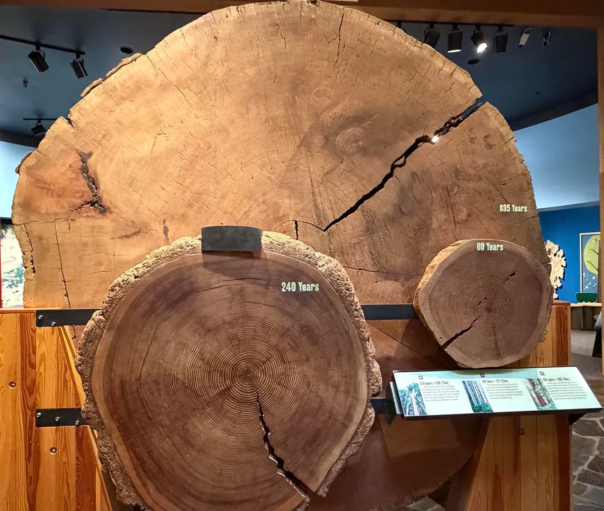 Douglas Fir Tree Size Comparison - World Forestry Center