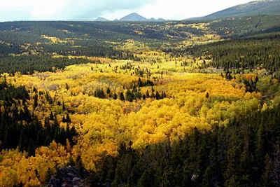 Pando Forest