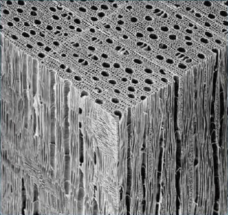 Decking End Microscope