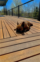 nova usa wood products dogs-love-batu-decks-1.jpg