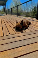 dogs-love-batu-decks-1.jpg