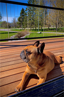 nova usa wood products dogs-love-batu-decks-3.jpg