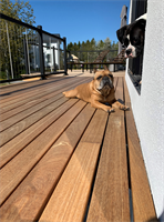 nova usa wood products dogs-love-batu-decks-4.jpg