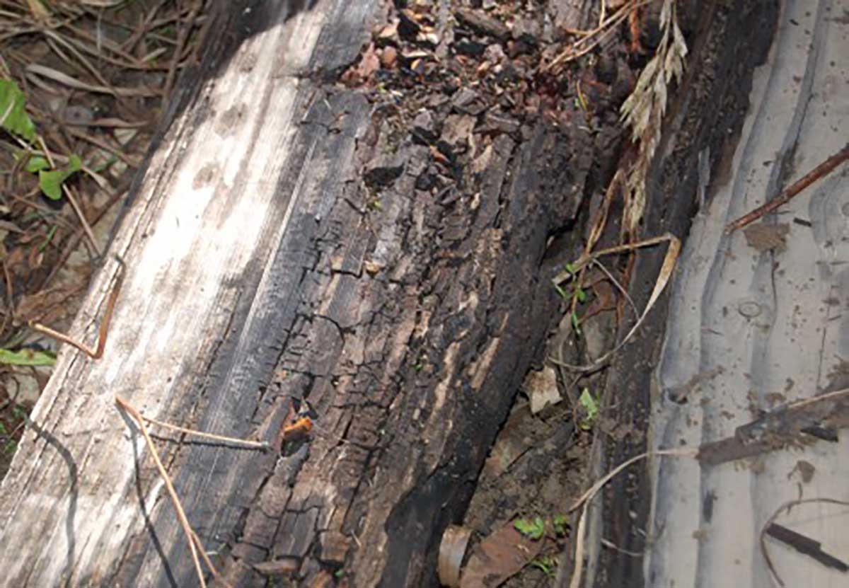 Wood Decay and The Importance of Wood Stain