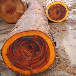 Tigerwood Hardwood Log
