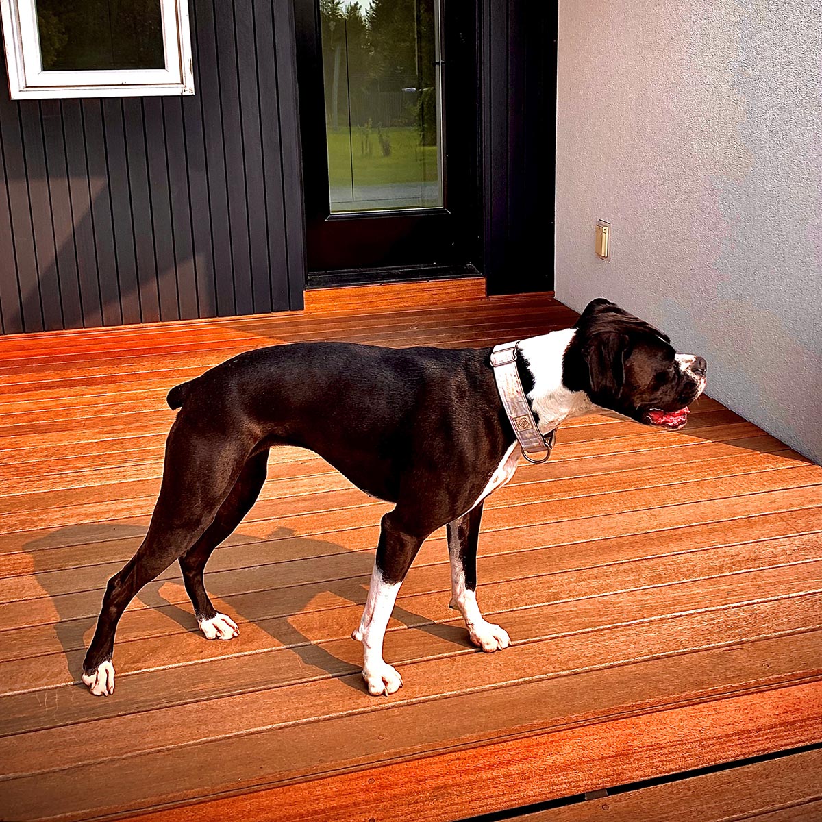 >Batu, Red Balau  dogs-love-batu-decks-and rainscreen-1-1200sq.jpg