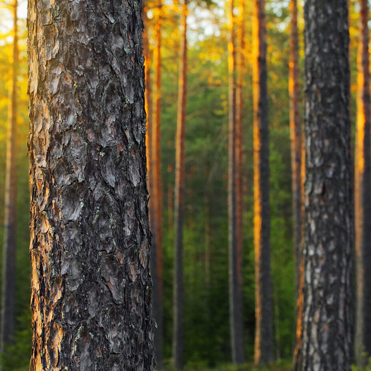 Inari 25 Year Warranty - Naturally Durable Real Wood