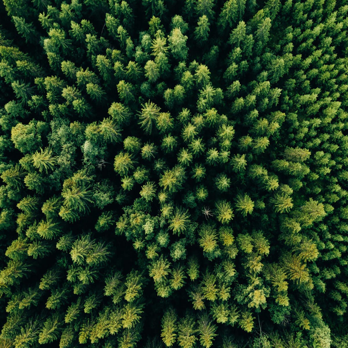 PEFC Certified Sustainable Forestry