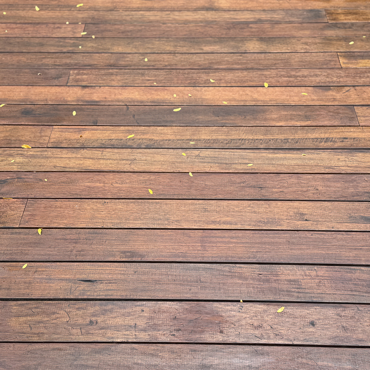 Thermally Modified Korina Hardwood