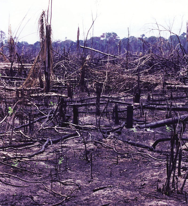 burned-for-ranching Tropical Logging