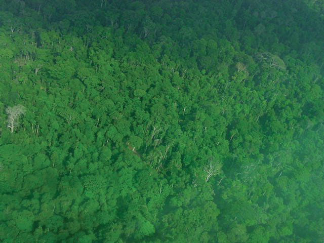 fly-over-logging-area Tropical Logging