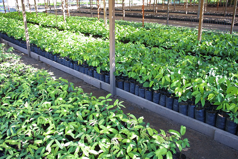 saplings-brazil-nursery-greenhouse Tropical Logging