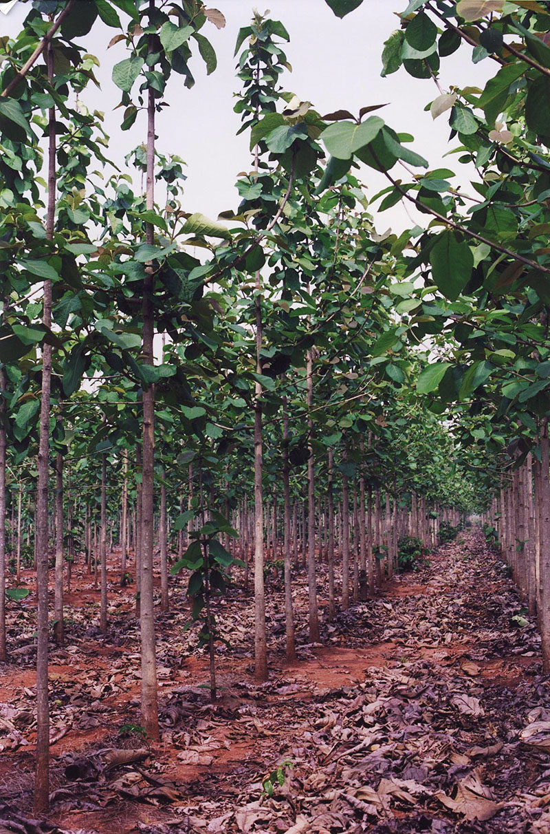 teak-plantation-mato-grosso-brazil Tropical Logging